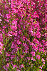 Image showing Flowers of a heather, close up