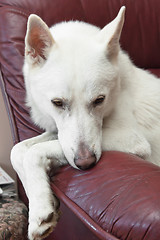 Image showing The white dog lays on a sofa