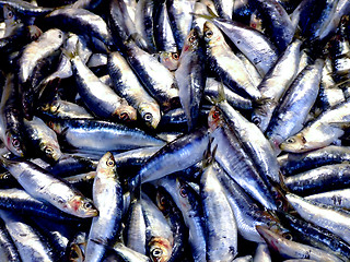 Image showing Pile of sea fish