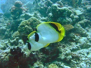 Image showing coral life