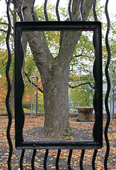 Image showing framed tree