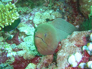 Image showing moray