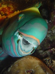 Image showing parrot fish