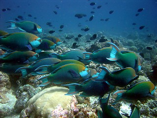 Image showing under water