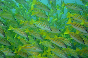 Image showing under water