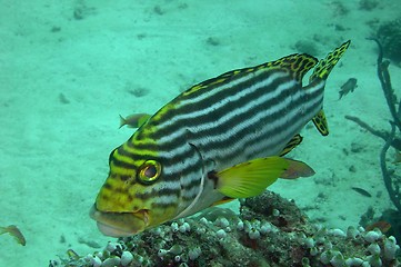 Image showing under water