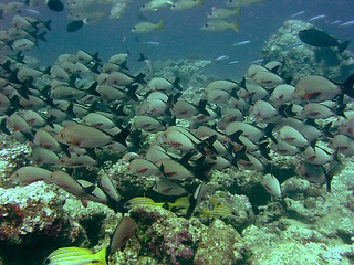 Image showing coral life