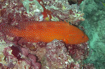 Image showing coral life