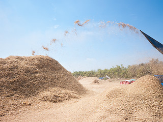 Image showing Threshing of rice