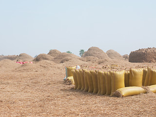 Image showing Bags of rice during harvest