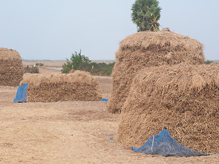 Image showing Stacks of hay in Cambodia