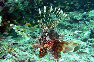 Image showing fire fish