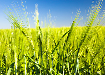 Image showing Green barley