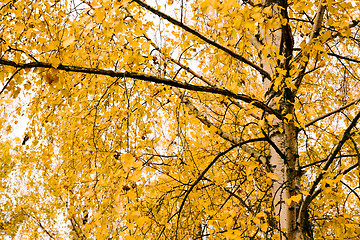 Image showing Birch (autumn)
