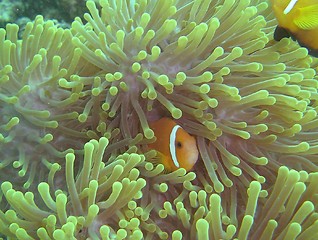 Image showing clown fish