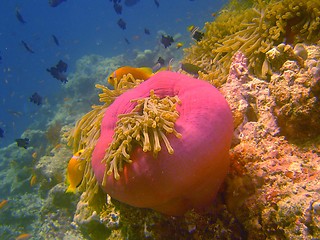 Image showing coral life