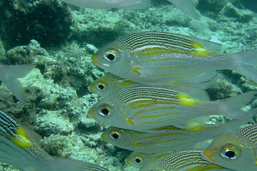 Image showing coral life