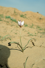 Image showing Steppe flowers.