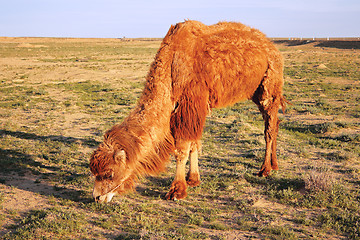 Image showing Shaggy camel.