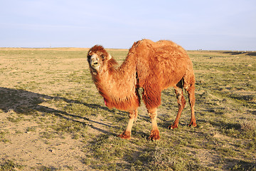 Image showing Shaggy camel.