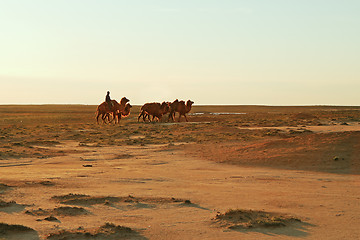 Image showing Camels.