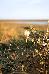 Image showing Steppe flowers.