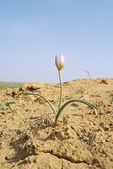 Image showing Steppe flowers.