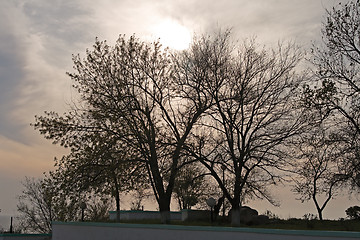 Image showing Trees at sunset.