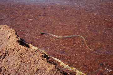 Image showing Yellow-bellied (Caspian) skid.