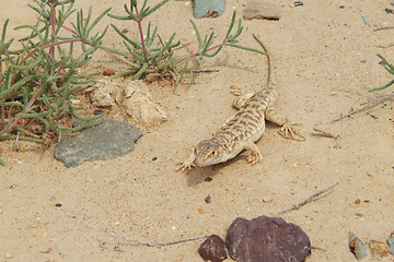 Image showing Lizard.