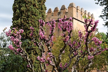 Image showing Judas tree in bloom in Alhambra gardens