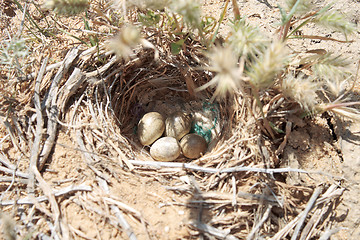 Image showing Nest in the steppe.