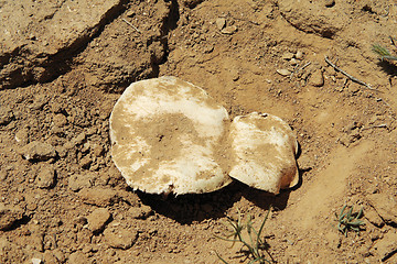 Image showing Steppe mushroom.