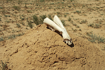 Image showing Jaw camel.