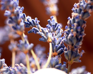 Image showing Lavender sprigs