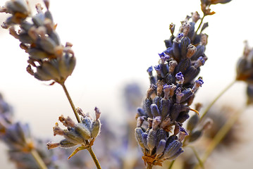 Image showing Lavender sprigs