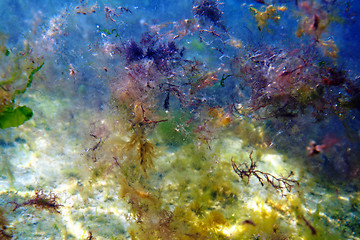 Image showing Underwater abstract.