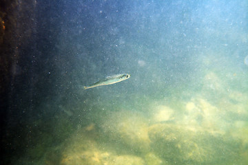 Image showing Sprat.