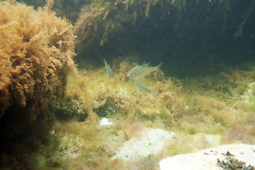 Image showing White bream.