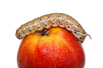 Image showing Caterpillar on the apple.