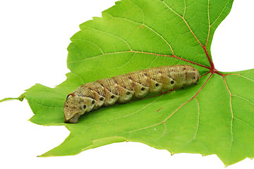 Image showing Caterpillar on a grape leaf.