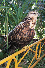 Image showing Falcon Saker Falcon.