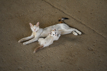 Image showing cat with a kitten.
