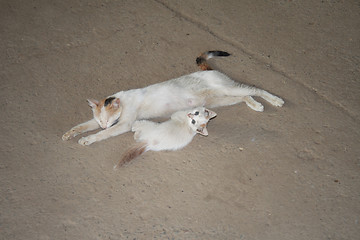 Image showing cat with a kitten.