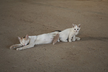 Image showing cat with a kitten.