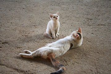 Image showing  cat with a kitten.