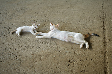 Image showing cat with a kitten.