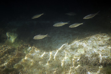 Image showing White bream.