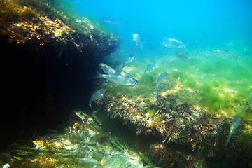 Image showing White bream.