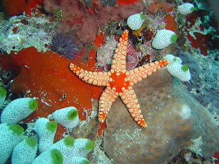 Image showing sea star